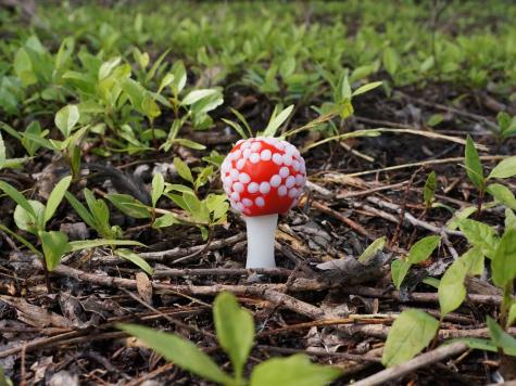 Amanita muscaria mushroom