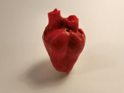 Heart model