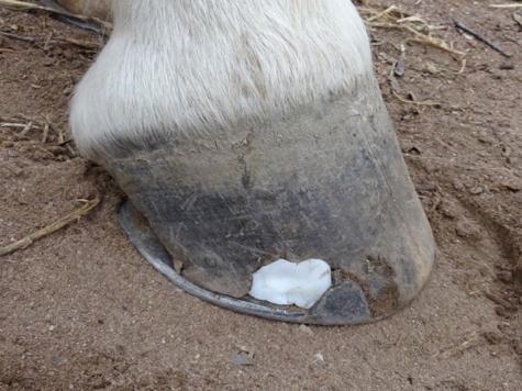 Hoof support